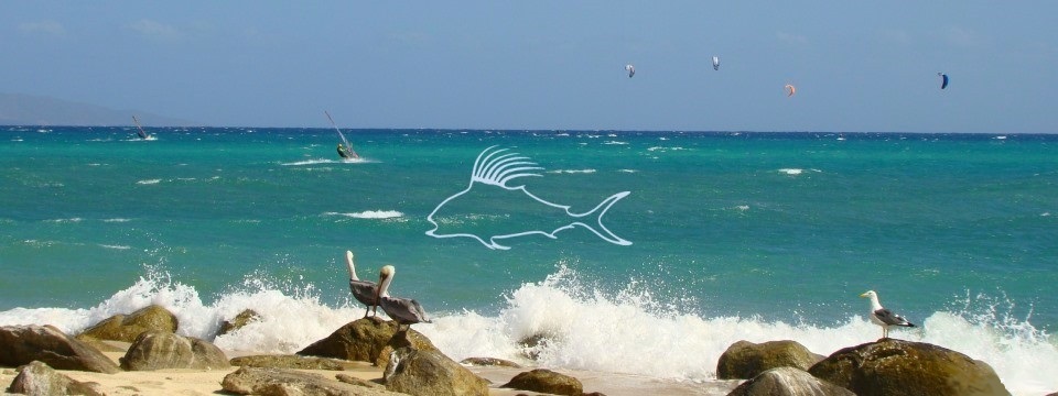 el_sargento_pelicans_960_2 el_sargento_pelicans_960_2